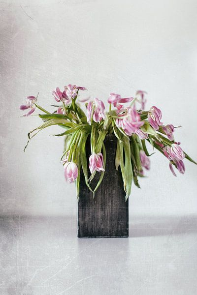 Tulips perish.... (II) by André Blom Fotografie Utrecht