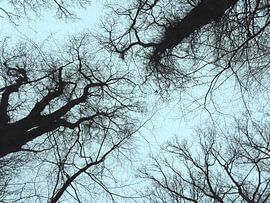 Group of trees by Janny Talhout