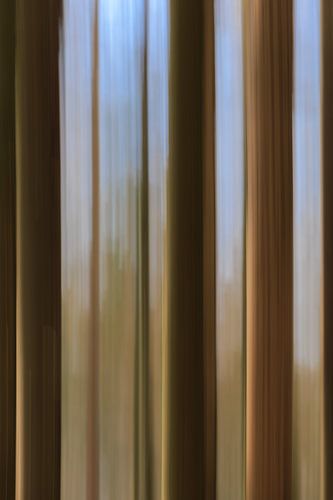 Abstracte creatieve bosfotografie