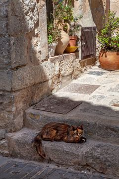 Kat in een oud steegje in Ibiza-Stad van t.ART