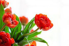 La Tulpe 2 von Nanouk el Gamal - Wijchers (Photonook)