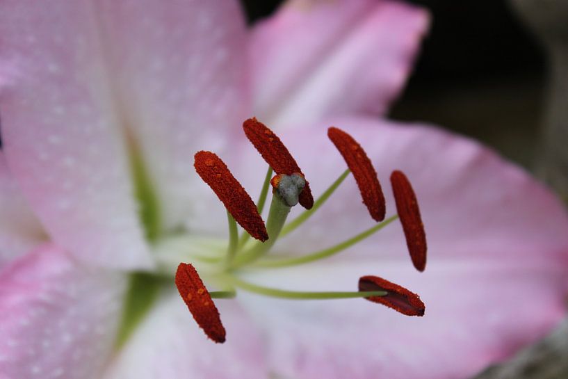 roze lelie by Kaa. M