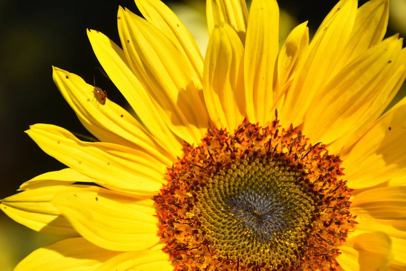 A sunflower in the garden by Claude Laprise