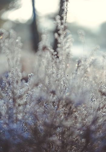 Wolfhezerheide, part 171