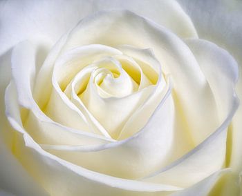 Hart in het midden van de roos.