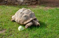 Une tortue géante à grande carapace mange une feuille de salade sur une pelouse à Valence