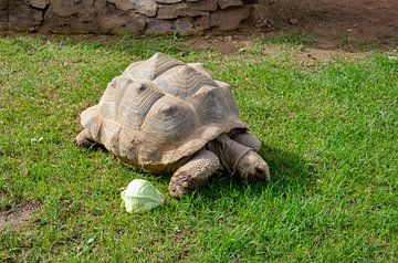Giant tortoise with a large shell eats a lettuce leaf on a lawn in Valencia by LuCreator