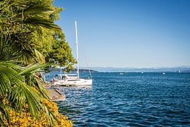 Sailboat and palm trees by Dieter Walther