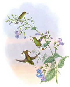 Kupferkronen, John Gould von Hummingbirds