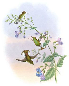 Coppercrown, John Gould van Hummingbirds
