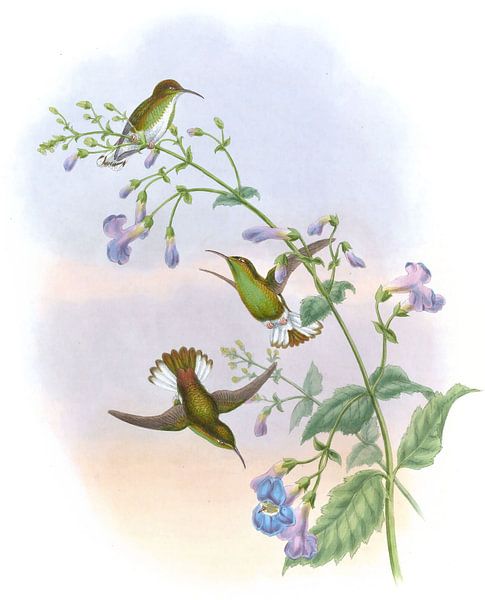 Coppercrown, John Gould par Hummingbirds