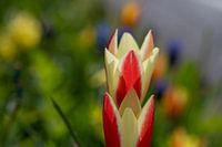 Wild tulips
