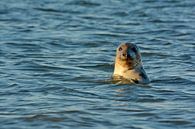 Zeehond langs Texelse Kust von Ronald Timmer Miniaturansicht