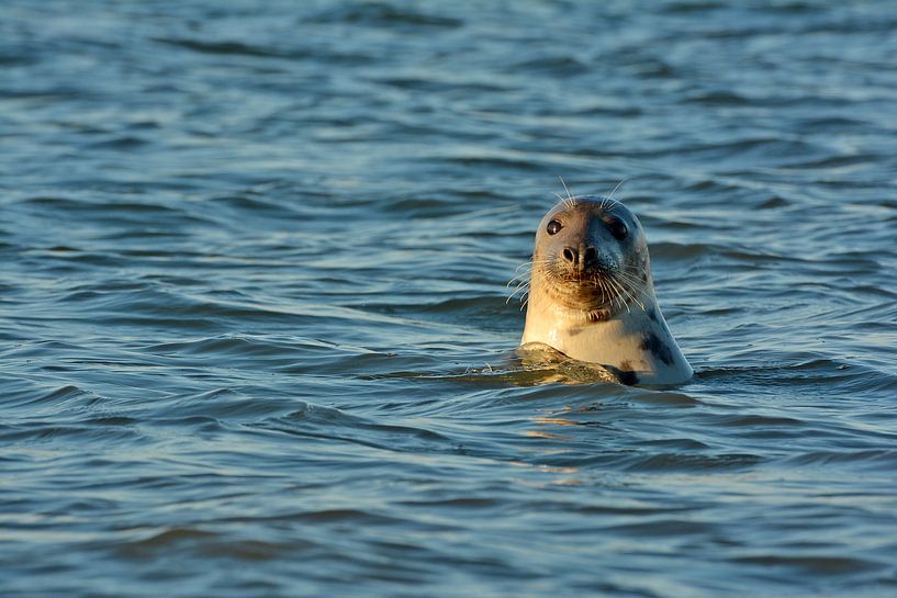 Zeehond langs Texelse Kust von Ronald Timmer