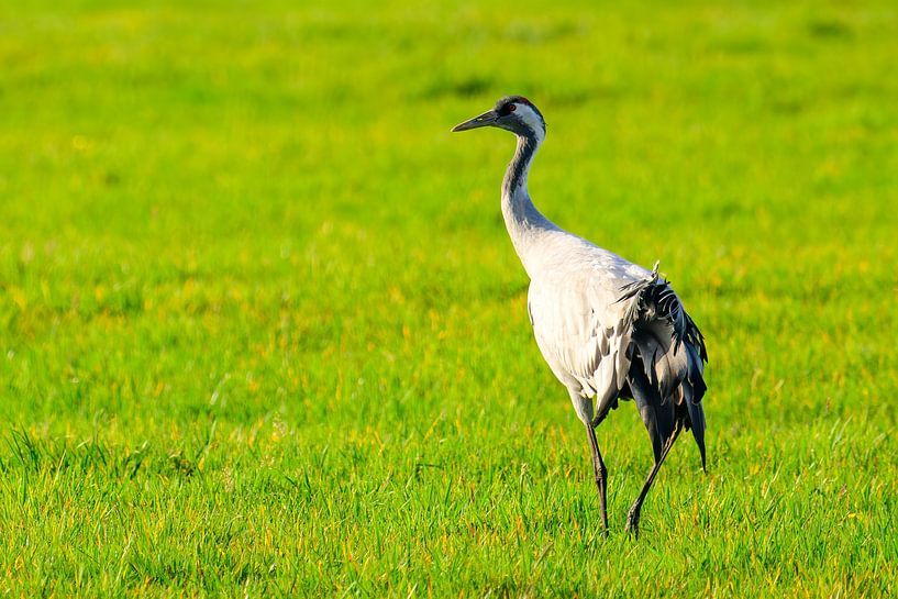 Kraanvogel rust en voedt zich in een veld tijdens de herfsttrek van Sjoerd van der Wal Fotografie