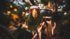 curious bird by Bjorn Brekelmans