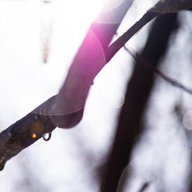 Before it disappears by Fien Breynaert