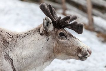 Rendier in Fins Lapland van Irene Hoekstra