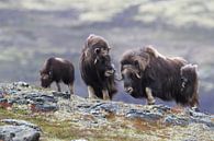 Muskusos in Dovrefjell nationaal park, in de natuurlijke habitat, Noorwegen van Frank Fichtmüller thumbnail
