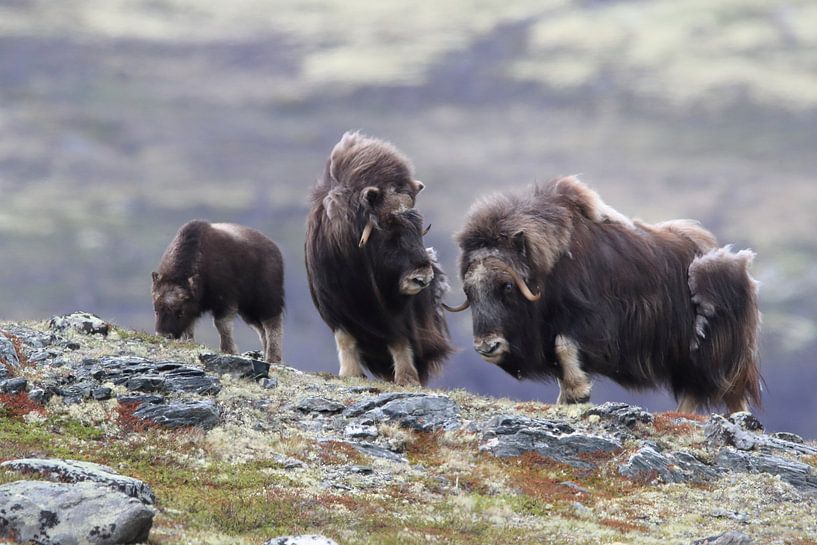 Muskusos in Dovrefjell nationaal park, in de natuurlijke habitat, Noorwegen van Frank Fichtmüller