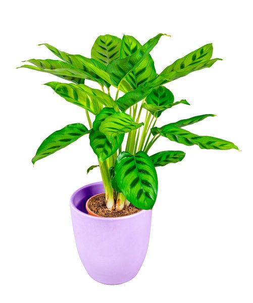 Korbmarante im Blumentopf auf weißem Hintergrund von ManfredFotos