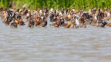 Vogel | Kampfläufer spezielle Wiesenvögel, Friesland von Servan Ott