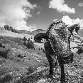 Vache des Alpes sur Bart cocquart