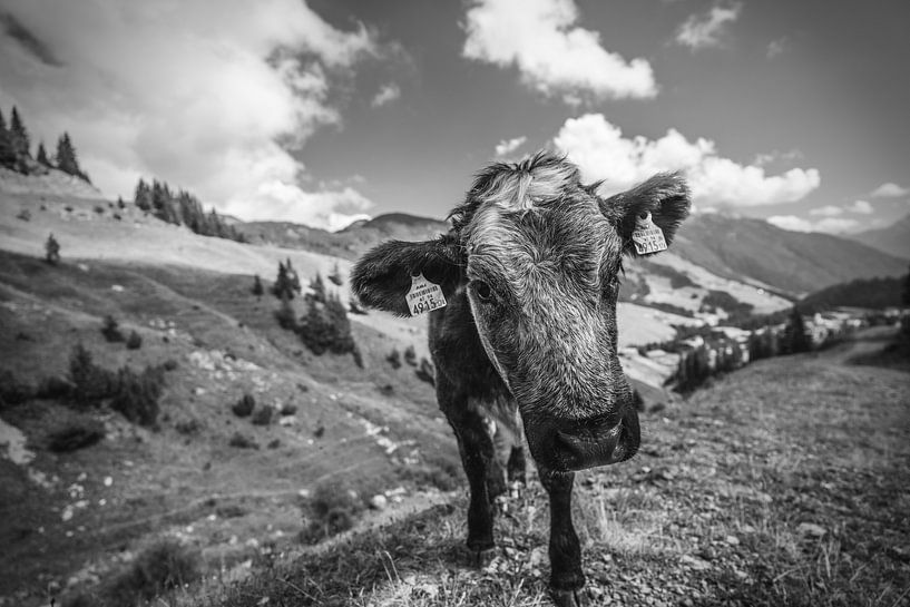 Alpenkuh von Bart cocquart