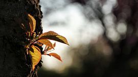 Austrieb an einem Kirschbaum im Frühling von Heiko Kueverling