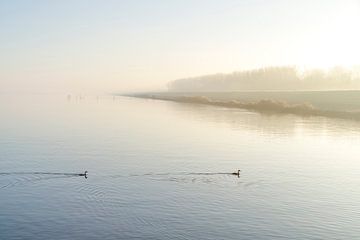 IJsselmeer met Futen. van Alie Ekkelenkamp