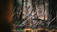 Ree in den niederländischen Wäldern in einer beobachtenden Position von Maarten Oerlemans Miniaturansicht