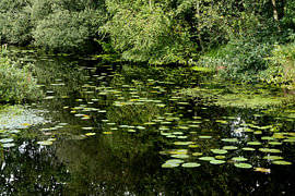 A ditch with yellow water lilies and frogbit