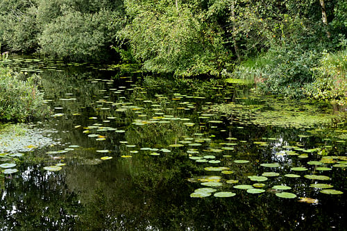 Graben mit gelben Seerosen und Froschbissen