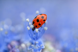 Lieveheersbeestje op paarse bloem