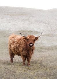 Schottischer Hochlandbewohner von Karel Ton