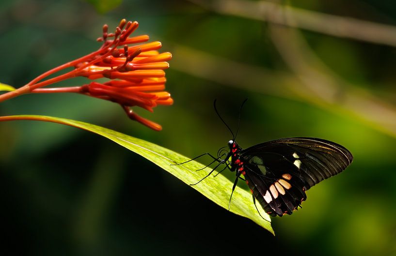 Butterfly on leaf, with red flower by John Brugman