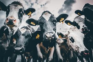 vaches sur Bjorn Brekelmans