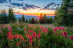 Wild Light - Photo de fleurs sauvages au coucher du soleil sur Daniel Forster