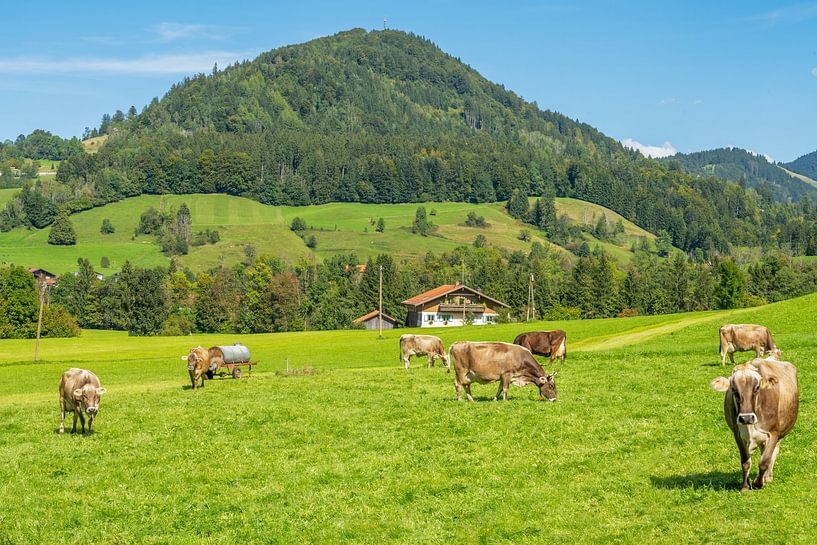 Des vaches heureuses dans un pâturage de l'Allgäu par ManfredFotos