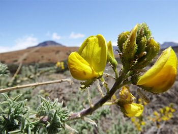 Tenerife Flora on the Teide