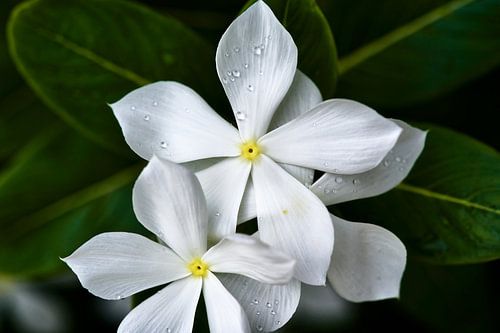 Stralende zuiverheid van witte tropische bloemen