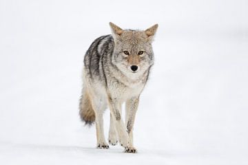 Coyote (Canis latrans), loopt recht op de fotograaf af, wildlife, Yellowstone, USA. van wunderbare Erde