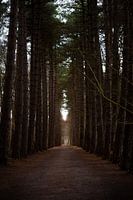 Forest Abbey of Zevenkerke