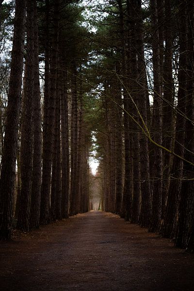 Forest Abbey of Zevenkerke by Amelie De Beir