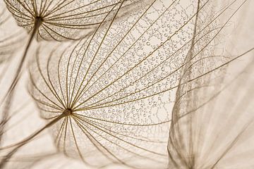 Rural natural simplicity: Drops rest in the fluff of a Tragopogon by Marjolijn van den Berg