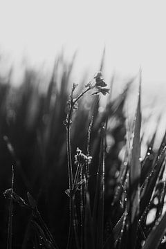 Wildflowers - zwart-wit serie van Elise van Gils