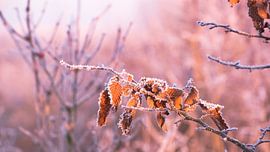 Rough rime at sunrise