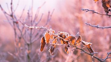 Rauher Frost bei Sonnenaufgang von Wilbert Tintel