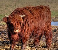 schotse hooglander kalf