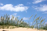 Beach grass by Ostsee Bilder thumbnail